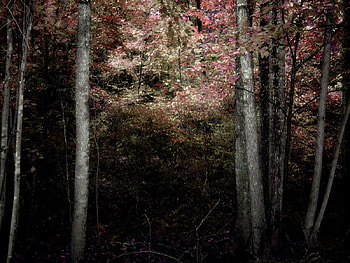 Bound is eden, forests, nature HD wallpaper