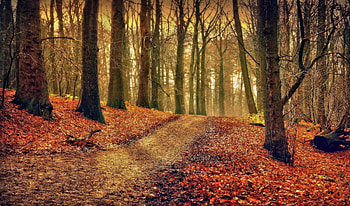 Forest in Fall, natural, graphy, fall, orange, beauty, way, brown, red, Path, autumn, trees, nature, road, forest HD wallpaper