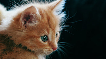 Animals, Cats HD wallpaper