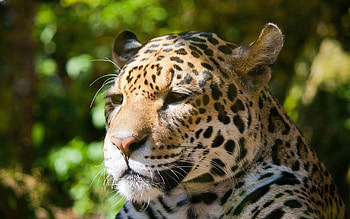Animals, Jaguar, Muzzle, Spotted, Spotty, Sadness, Sorrow HD wallpaper