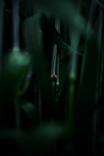 Grass, Macro, Sheet, Leaf, Ladybug, Ladybird HD phone wallpaper