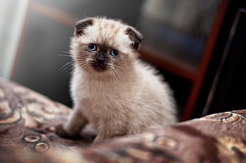 Animals, Kitty, Kitten, Nice, Sweetheart, Scotsman, Lop-Eared HD wallpaper