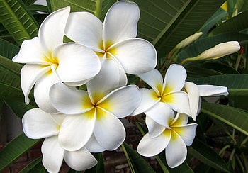 Flowers, Leaves, Bloom, Flowering, Exotic, Exotics, Plumeria HD wallpaper
