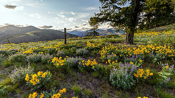 Mountain Wildflowers, hills, blossoms, clouds, landscape, trees, sky HD wallpaper