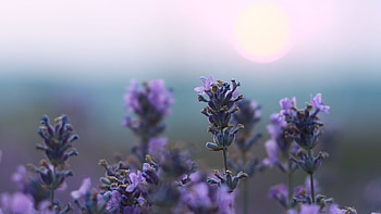 Close-up footage, Captivating lavender, Nature's details, Stunning visuals HD wallpaper
