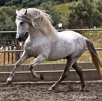 Great Andy, spanish, andalusian, horses, grey, iberian HD wallpaper