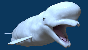 Artstation, Beluga Whale, 3D model, Demo rigged HD wallpaper