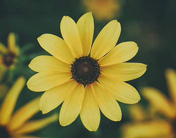 Flowers, Flower, Petals HD wallpaper