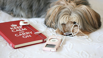 Animals, Dog, Sleep, Dream, Book, Player HD wallpaper