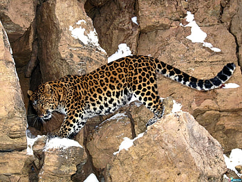 Animals, Leopards HD wallpaper