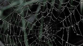 Spider Web HD wallpaper