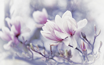 magnolia, spring flowers, background with magnolias, spring, background with flowers, pink magnolias HD wallpaper