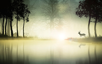 Mystic Forest, forest, nature HD wallpaper