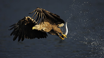 Eagle, Animal HD wallpaper