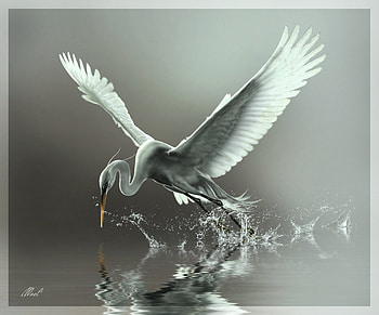 Taking Flight, animal, beak, wings, bird, egret, water HD wallpaper