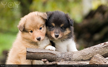 ITS THE COPS LETS BEAT IT, ADORABLE, CUTE, PUPPYS, PETS HD wallpaper