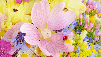 Wildflowers on Display, sunshine, pastel, sweet, lady bugs, ladybug, pin, soft, tulips, spring, summer, warmth, yellow, flowers, cosmo, fragrant, fleurs HD wallpaper