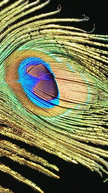 Peacock Feather, Black Background, black, background HD phone wallpaper