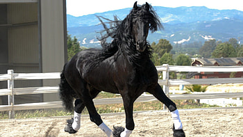 Animals, Beautiful, Color, Mane, Horse, Run, Wind, Running HD wallpaper