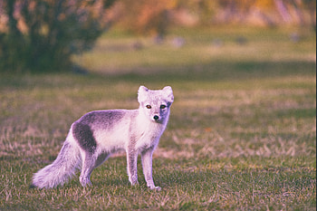 Animals, Grass, Stroll, Polar Fox HD wallpaper