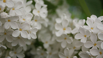 Flowers, Macro, Blur, Smooth, Shallow, Small HD wallpaper