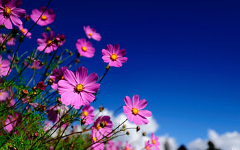 Plants, Flowers HD wallpaper