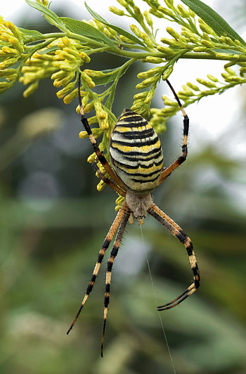 Spider, Wasp spider, Insect graphy, Intricate web design HD phone wallpaper