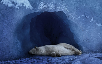 Animals, Ice, Blue Background, Polar Bear HD wallpaper