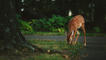 Deer, deer, animals, graphy HD wallpaper