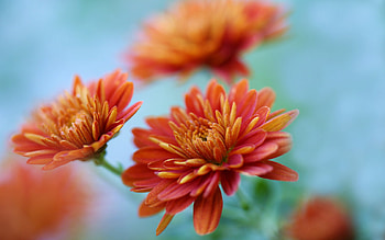 Plants, Flowers HD wallpaper