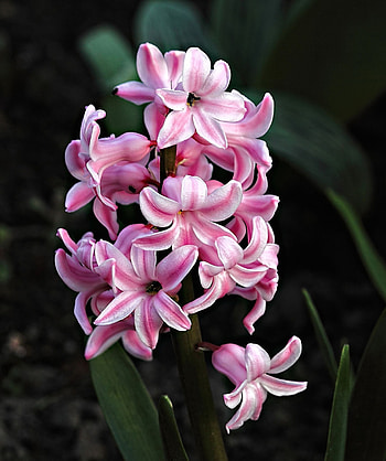 Hyacinth, Nature's beauty, Pink flowers, Spring flowers HD phone wallpaper