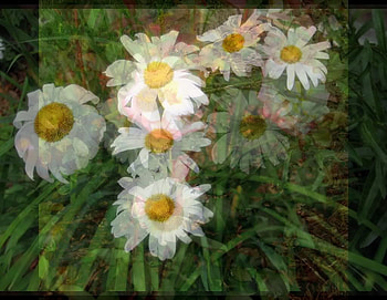 3d Collage, flowrrs, nature, abstract, 3d HD wallpaper