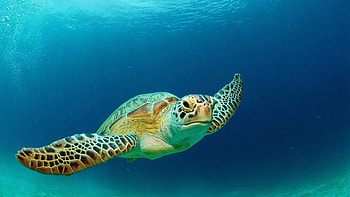 Need of protection, Green sea turtles, CGTN, Sea turtle HD wallpaper