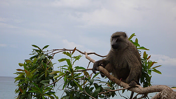 Baboon research, Jane Goodall Institute, Primate studies, Scientific exploration HD wallpaper