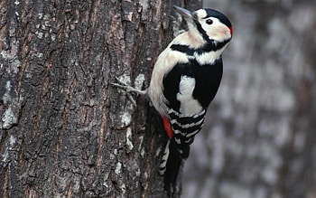Animals, Bird, Branches, Woodpecker HD wallpaper