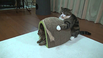 Maru the cat, Playful cat, Cute feline, Adorable pet HD wallpaper