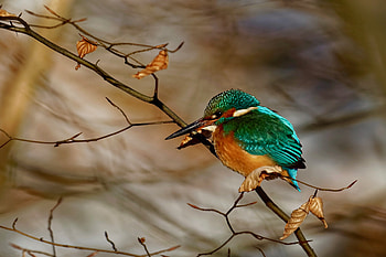 Kingfisher, Bird, Leaves, Autumn, Branches HD wallpaper