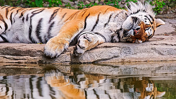 Animals, Water, Reflection, To Lie Down, Lie, Tiger HD wallpaper