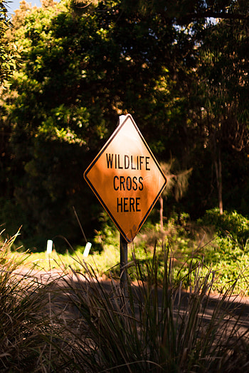 Nature, Words, Wildlife, Inscription, Sign HD phone wallpaper