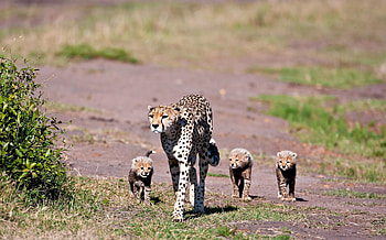 Animals, Leopards, Young, Stroll, Cubs HD wallpaper