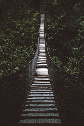 Nature, Trees, Forest, Height, Bridge, Cable Bridge, Rope Bridge, Suspension Bridge HD phone wallpaper