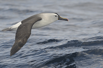 Indian yellow-nosed albatross, Holmen birding safaris, Coastal birdwatching, Dreamy avian scenery HD wallpaper
