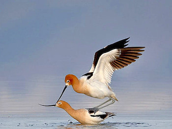 Bird on Bird, cool, funny HD wallpaper