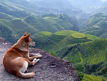 german shepherd, animals, landscape, dogs, view, nature, shepherd, mountains HD wallpaper