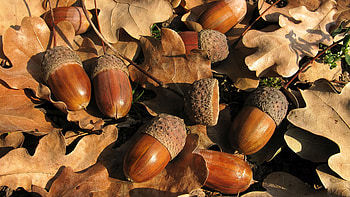 Acorns, nuts, nature, leaves HD wallpaper