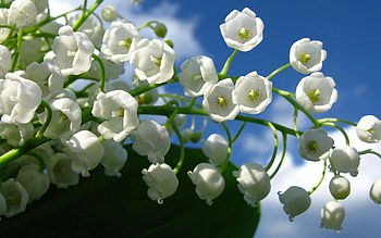 Lily of the Valley, Flower , Delicate bloom, Nature's charm HD wallpaper