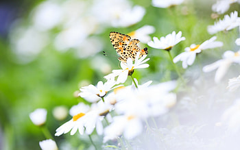 Butterflies, Insects HD wallpaper