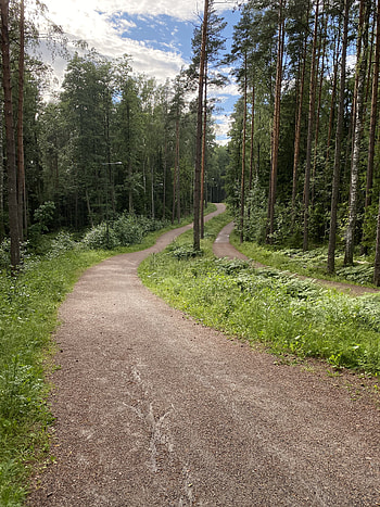Nature, Trees, Grass, Sky, Forest, Path HD phone wallpaper