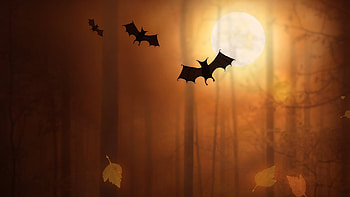 Bats Night Moon Trees Fallen Leaves, bats, night, moon, artist, digital-art HD wallpaper