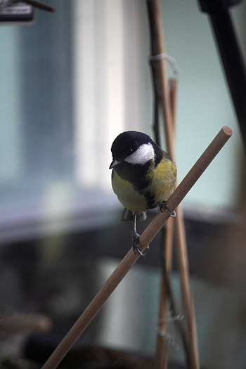 Hive stock , Great tit, Parus major, Peakd HD phone wallpaper